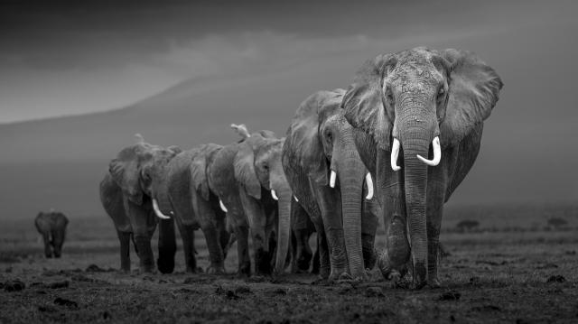 What Wildlife Photography Taught Me About Patience and Presence cover picture
