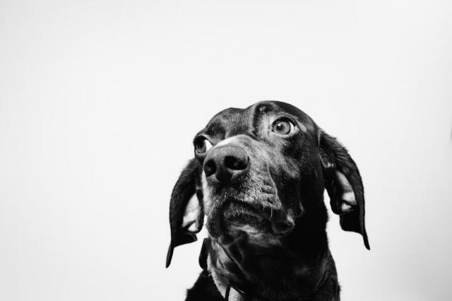 Training a Rescue Dog: Where to Start and What to Expect cover picture