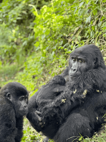 Mountain Gorilla Trekking & Safaris: A Life-Changing Wildlife Encounter in Africa cover picture