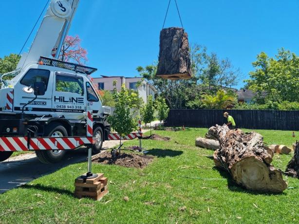 The Silent Threat in Your Backyard: How Dead Tree Removal Prevents Property Damage cover picture
