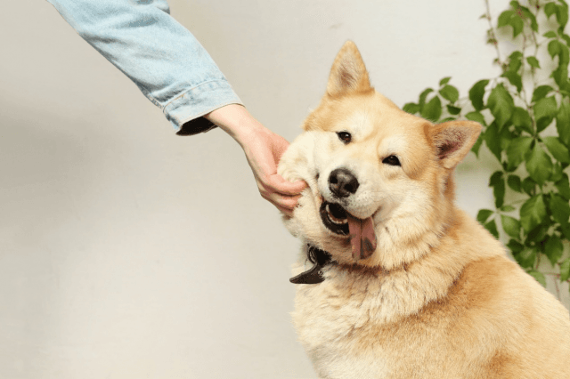 5 Best Dog Breeds For Emotional Support cover picture