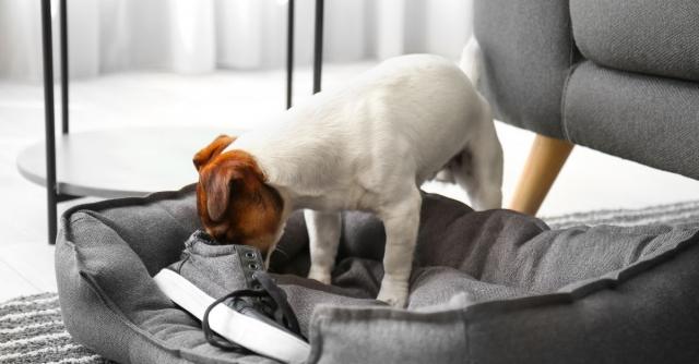 How To Stop Your Dog's Bad Habits cover picture