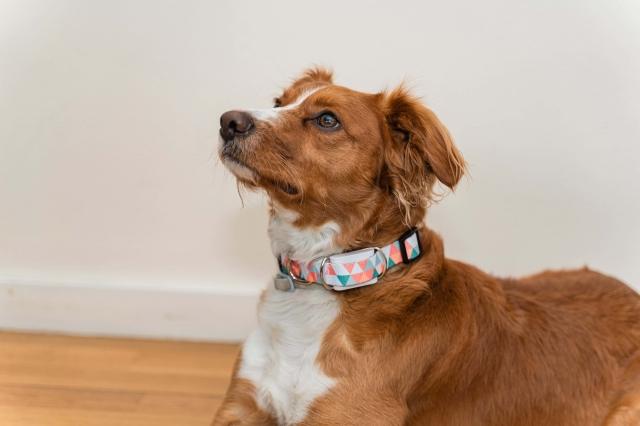 How to Monitor Your Dog’s Health at Home cover picture