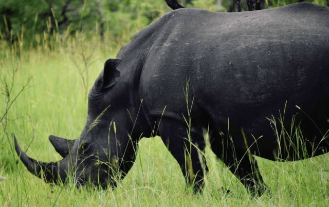 Uganda Safaris and Gorilla Treks for Unforgettable Wildlife Memories cover picture