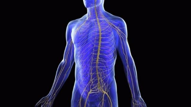 Regulate Your Nervous System: The Missing Link in Healing and Movements cover picture