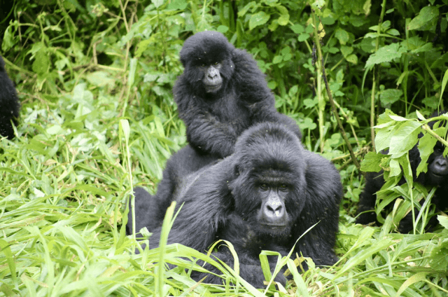 Gorilla Trekking Safaris in Uganda for 2025/2026 Holidays: cover picture