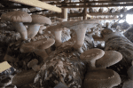 Mushrooms: Nature’s Superfood with Endless Benefits cover picture