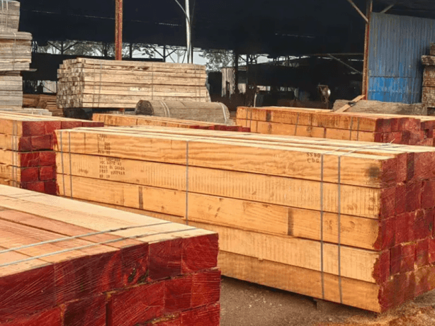 Tali Wood: The Unsung Hero of Sustainable Timber cover picture