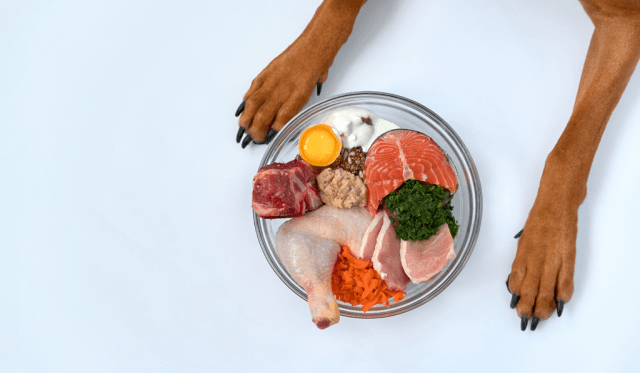 Healthy Human Foods That Are Safe for Dogs cover picture