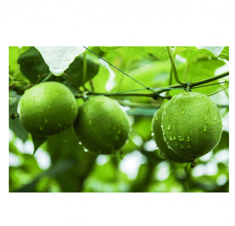 Unlocking the Natural Sweetness: A Complete Guide to Monk Fruit Extract cover picture