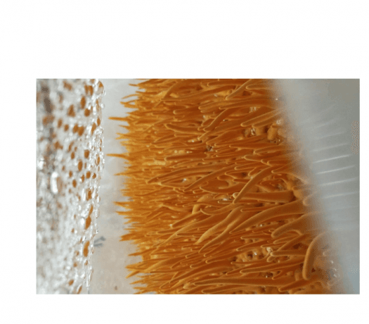 Cordyceps Militaris: Nature’s Golden Mushroom for Energy, Health, and Longevity cover picture