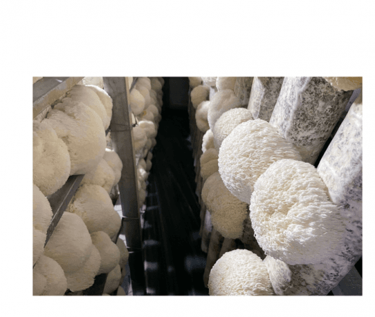 Unlocking the Power of Lion’s Mane: A Comprehensive Guide to Nature’s Brain-Boosting Mushroom cover picture