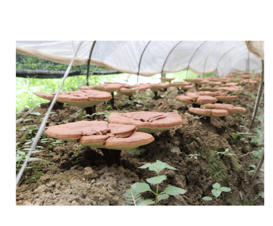 The Complete Guide to Reishi: Nature’s Ancient Mushroom for Modern Wellness cover picture