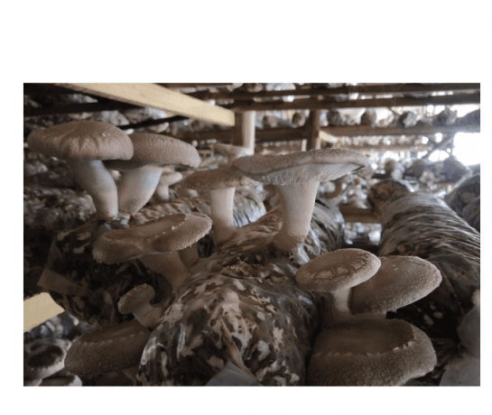 The Ultimate Guide to Shiitake Mushrooms: Health, Cooking, and Cultivation cover picture
