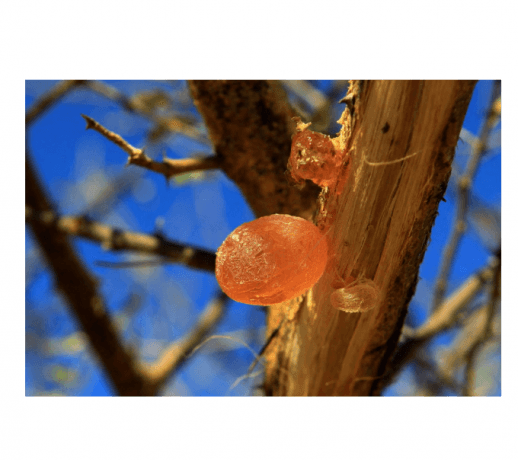 Unlocking the Versatility of Arabic Gum: From Ancient Tradition to Modern Industry cover picture