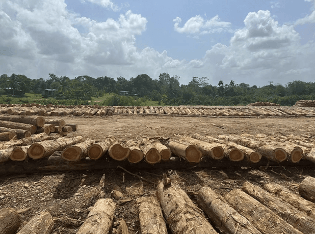 Teak Wood: The Ultimate Guide to Its Uses, Benefits, and Comparisons cover picture