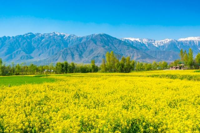 5 Beautiful Places to Visit in Kashmir cover picture