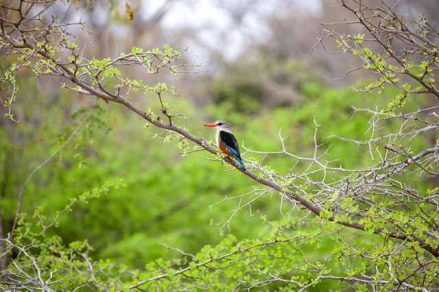 Serengeti Safari Adventures with Tanzania Tour Packages: cover picture