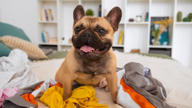 The Bulldog Life – What Every Owner Must Know cover picture