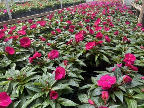 Elevate Every Yard with the Timeless Charm of the Best Quality Shrubs Delco cover picture