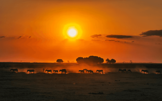 Wild Hearts of Kenya: Nairobi National Park to Diani Beach: cover picture