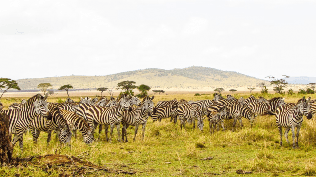 Discover Africa with Tanzania Safari Packages: cover picture