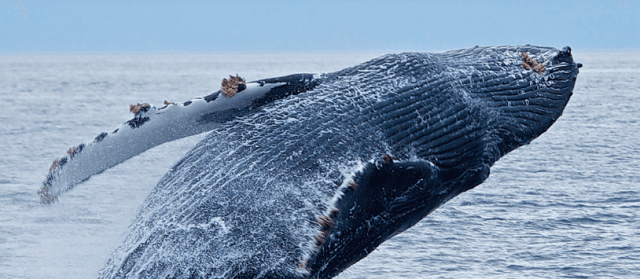 Discover Marine Magic with Whale Watching Kid Friendly Tour Agencies cover picture