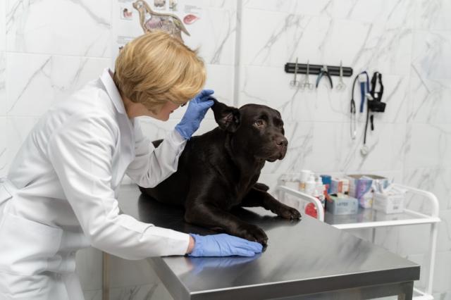 The Imperative of Advanced Otoscopic Technology in Contemporary Veterinary Diagnostics cover picture