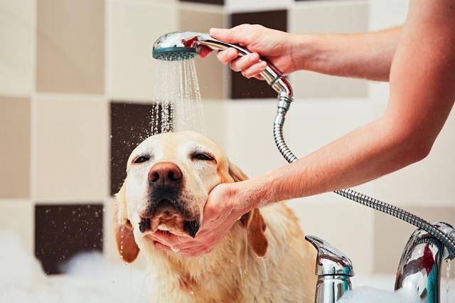 Why You Should Buy Dog Supplies in Bulk: The Benefits of Wholesale Dog Grooming Supplies and Dog Shampoo Gallons cover picture