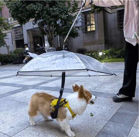 Seeing Through the Rain: The Stylish Evolution and Practical Appeal of the Clear Umbrella cover picture