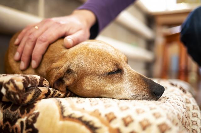 A Gentle Goodbye: Navigating Your Pet’s Final Journey with Love cover picture