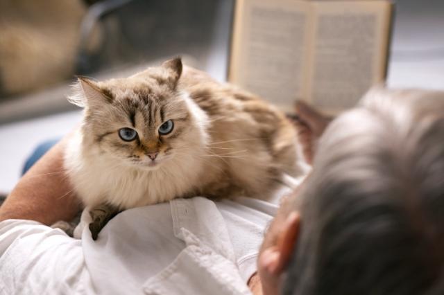 How Breeders Train Ragdoll Kittens for Families: An Insider's Guide cover picture