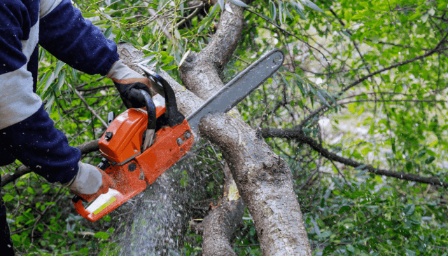 6 Reasons to Trim Your Trees Before Hanging Holiday Lights cover picture