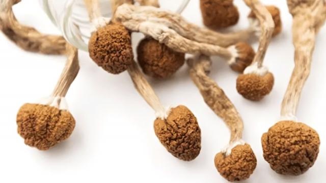 What Are Magic Mushrooms, and How Can They Affect Your Personal Injury Claim? cover picture