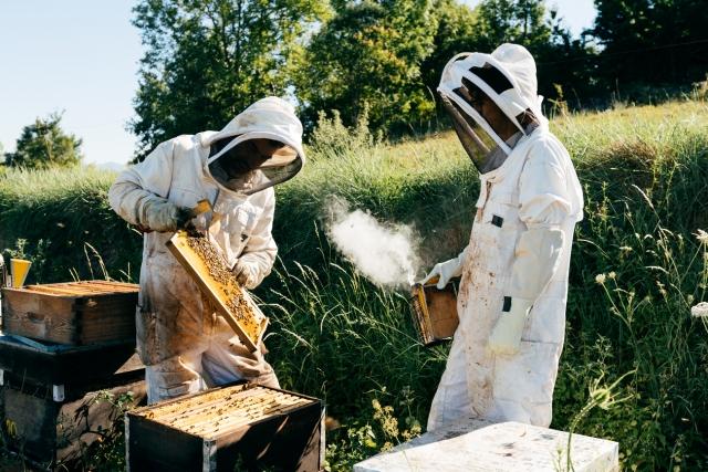 The Importance of Professional Bee Removal: Protecting Your Property and Our Pollinators cover picture