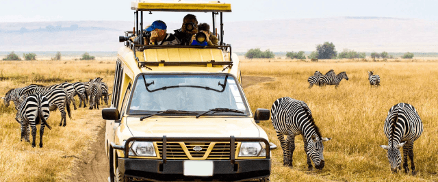 Birdwatching in Masai Mara & Wildlife Tracking in Tanzania: A Safari Fusion: cover picture