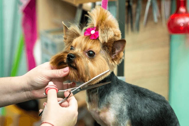 Paws and Polish: Petzzco's Guide to Glamorous Dog Grooming for Special Occasions cover picture