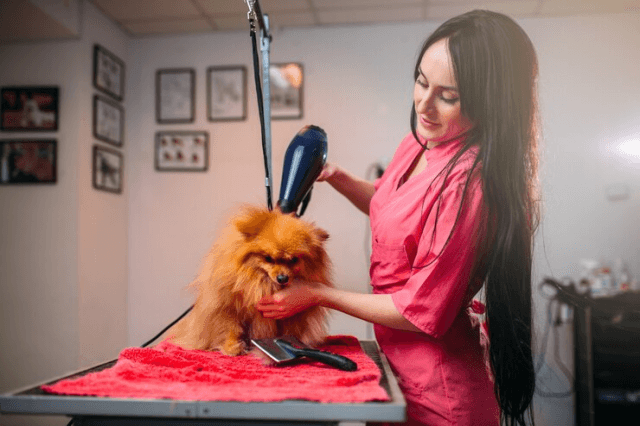 Pet Grooming Unleashed: Taming Mats and Tangles with Petzzco's Modern Solutions cover picture