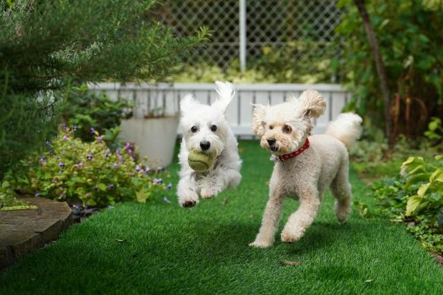 Quick and Low-Cost Tips for Pet Proofing Your Backyard cover picture
