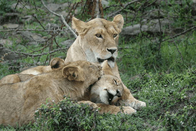 GREAT MIGRATION HIGHLIGHTS & NAIROBI PARK EXPERIENCES: cover picture