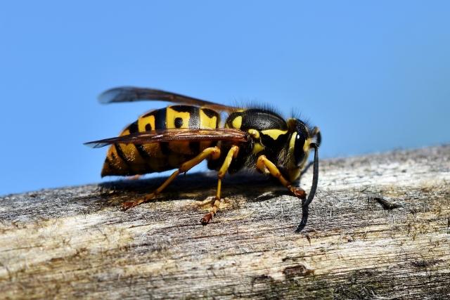What to do if you find a wasp nest and have children or pets at home? cover picture