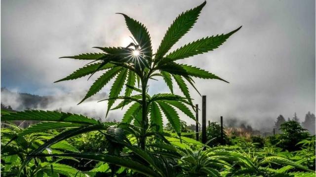 Some Helpful Ideas for That Extra Bud cover picture