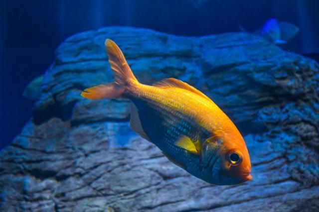 Fish profiles - The Large Carangidae fish cover picture