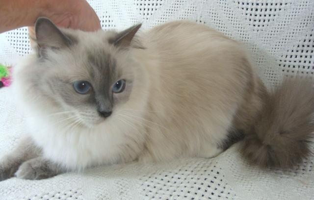 What To Know Before Buying Lynx Ragdoll Kittens In California? cover picture