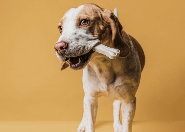 Which essential vitamins are needed by dogs in a balanced diet? cover picture