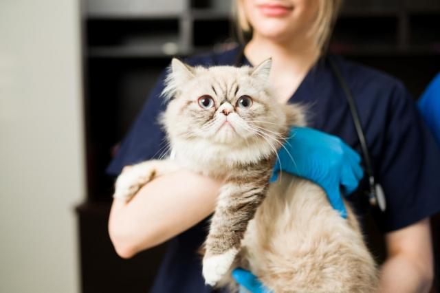 Why Insurance Is A Wise Investment For Your Cat's Well-being cover picture