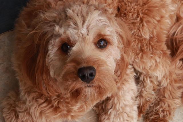 Why is overpopulation in the dog population a concern when discussing unwanted pregnancies? cover picture