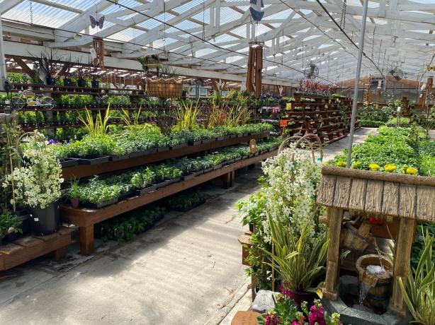 The Top 5 Benefits of Ordering Plants Online and 5 Best Nurseries in Sydney cover picture