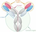 What are antibodies? cover picture