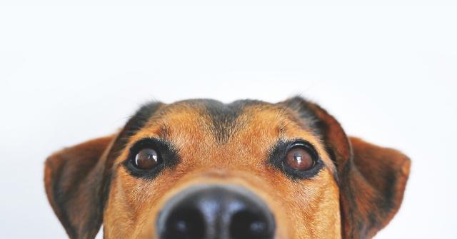 Moving in San Clemente with your pet 101 cover picture